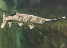 Paddlefish Day