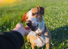 Dog Theft Awareness Day