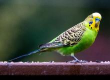 World Budgie Day