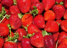 California Strawberry Day