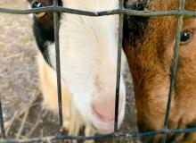 Farm Rescuer Day