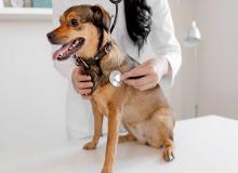 Pet Tech CPR Day
