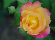 Peace Rose Day