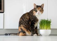 Hairball Awareness Day