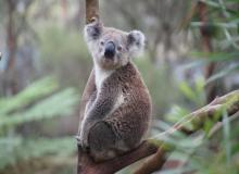 Wild Koala Day 