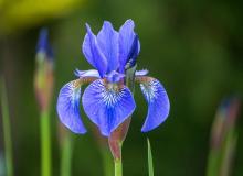 Iris Day