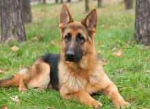 German Shepherd Day