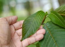 International Day of Plant Health (I.D.P.H.)