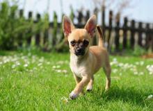 Chihuahua Appreciation Day