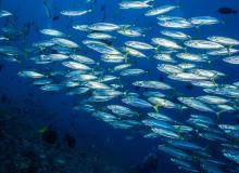 World Fish Migration Day
