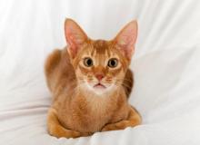 Abyssinian Cat Day