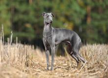 Greyhound Day