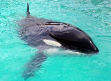 Orca Day
