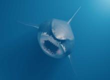 Megalodon Day