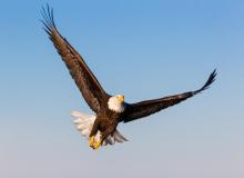 American Eagle Day