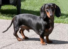 Dachshund Day