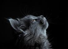 Cat World Domination Day