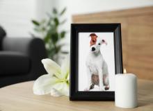 Pet Remembrance Day (UK)