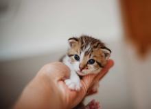 Kitten Day