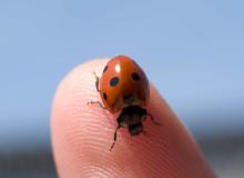 Be Nice to Bugs Day