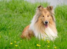 Collie Day