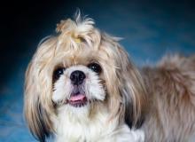 Shih Tzu Day