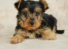 Yorkie Day