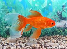 Goldfish Day