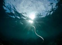 Sea Serpent Day