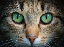 International Cat Day