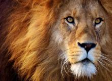 World Lion Day