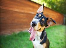 Dog Day
