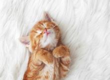 Ginger Cat Appreciation Day