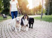 Dog Walker Appreciation Day