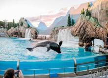 Shamu the Whale Day