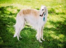 Sighthound Day