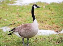 Goose Day