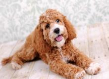 Spoodle Dog Day