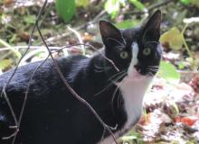 Feral Cat Day