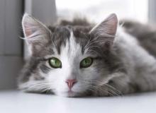 Global Cat Day