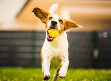 Fetch Day