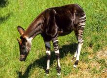 Okapi Day