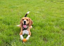 Make A Dog’s Day