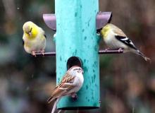 Feed the Birds Day