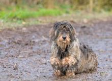 Muddy Dog Day