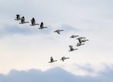 World Migratory Bird Day