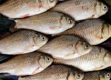 World Fisheries Day