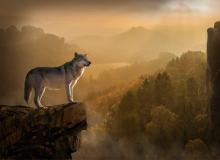 Wolfenoot