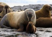 World Walrus Day