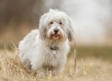 Coton de Tulear Dog Day